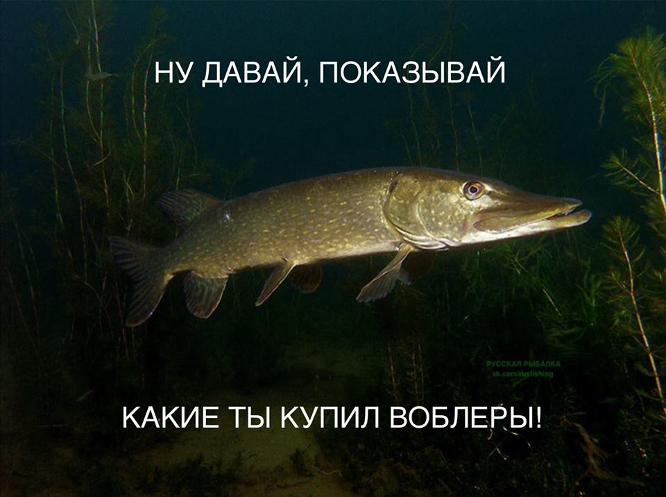 http://riverhunters.ru/forum/uploads/monthly_03_2015/post-130-0-46411200-1425227749.jpg