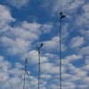 Флюгеры разных типов, для определения направления и силы ветра