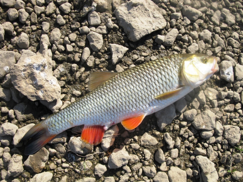 Рыба голавль фото и описание польза и вред