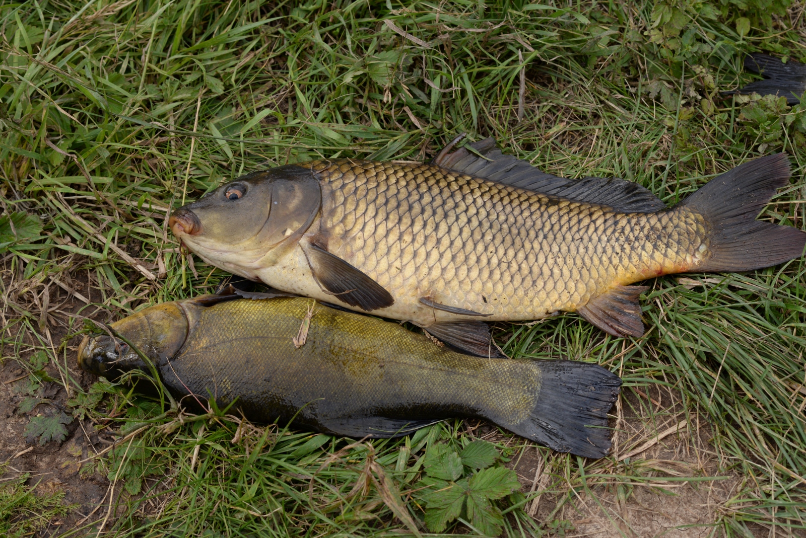 Рязань рыбалка сегодня. Рыбы Рязанской области. Речные рыбы Рязани. Белые камни Рязанская область рыбалка. Проня рыба.