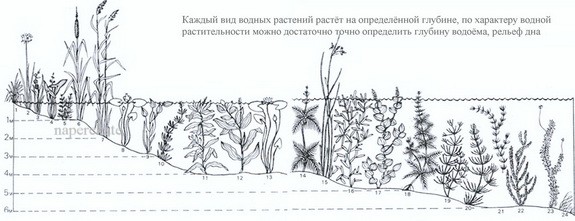 Водные растения - Вести с водоемов - Рыбалка в Рязани: РКР Речные Охотники